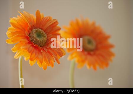 Gros plan de fleurs de chrysanthème d'orange en fleurs ou de fleurs printanières sur un fond beige flou. Détail de fleurs de Marguerite brillantes Banque D'Images