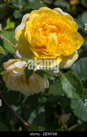 Rosa la femme du poète Rose fleurit dans le jardin anglais en juin Banque D'Images