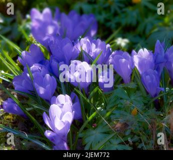 Gros plan des fleurs de crocus pourpres qui poussent à l'extérieur dans le jardin au printemps. Zoom avant sur le groupe de plantes fraîches saisonnières qui fleuissent dans la cour et Banque D'Images