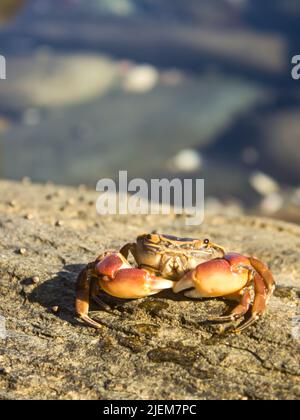 Un petit crabe de rivage de couleur orange, Cyclograpsus punctatus, sur les rochers de la côte de Tsitsikamma, le long de la côte sud de l'Arica du Sud. Banque D'Images