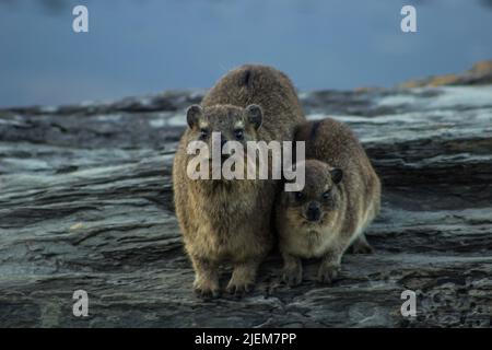 Une roche Hyrax, Procavia capensis, avec son jeune, se castrant ensemble sur la côte rocheuse de Tsitsikamma, en Afrique du Sud, un matin froid Banque D'Images