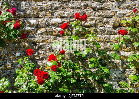 Grimpez des roses dans un jardin clos dans les jardins de Nunnington Hall, une demeure ancestrale du National Trust dans le Yorkshire Banque D'Images