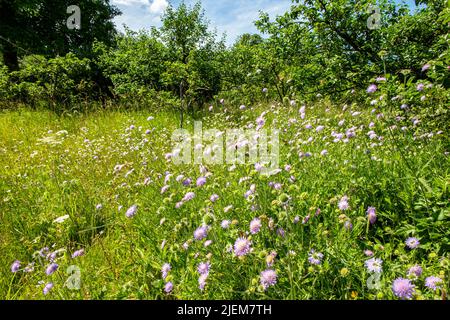 Fleurs sauvages dans les jardins de Nunnington Hall, une demeure ancestrale du National Trust dans le Yorkshire Banque D'Images