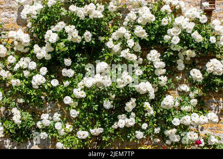 Grimpez des roses dans un jardin clos dans les jardins de Nunnington Hall, une demeure ancestrale du National Trust dans le Yorkshire Banque D'Images