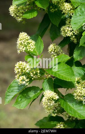 Érable Tatarian, Acer tataricum fleurs blanches à l'extrémité des branches Banque D'Images