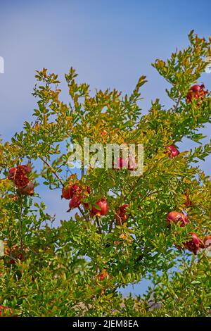 Gros plan d'un arbre avec des feuilles vertes luxuriantes et des fruits mûrs de grenade rouge sur la branche sur un fond bleu de ciel. Délicieux prunes prêts pour la récolte Banque D'Images