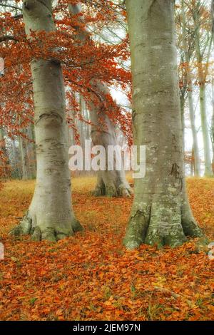 Une forêt pittoresque en automne. Des feuilles d'or orange, jaune et rouge colorées sur le sol et des arbres dans un bois mystérieux pendant la saison d'automne. Troncs d'arbre Banque D'Images