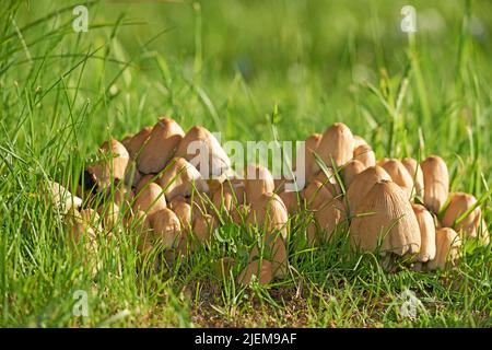 Un groupe de champignons sauvages qui poussent dans l'herbe. Un bouquet de jeunes inkcaps communs qui ont jôlé dans les bois au printemps. Champignons comestibles crus se propageant dans le Banque D'Images