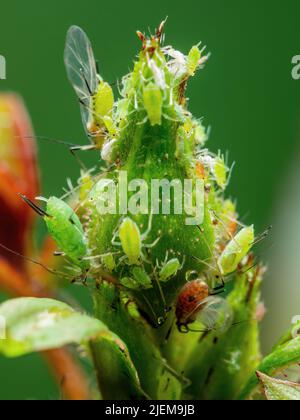 Colonie de pucerons sur le Bud. De fleurs. Mouche verte ou puceron vert parasite de jardin insecte parasite sur fond vert Banque D'Images