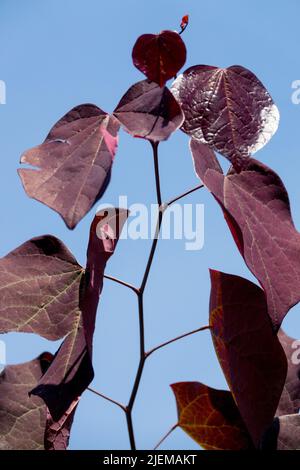 Foncé, violet, feuilles sur branche, Redbud, Cersis canadensis Banque D'Images