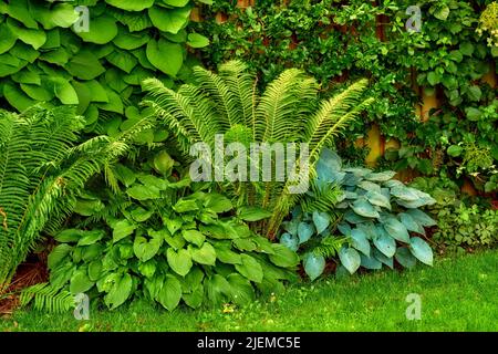 Des feuilles et des plantes vertes poussent dans un jardin botanique luxuriant ou parc au soleil et de l'air frais à l'extérieur au printemps. Gros plan de couleurs vives et feuillues Banque D'Images