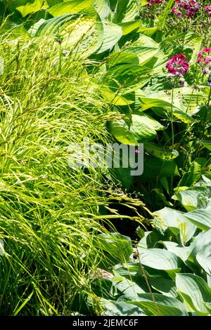 Carex Hosta Primrose à la frontière du jardin, Carex muskingumensis Banque D'Images