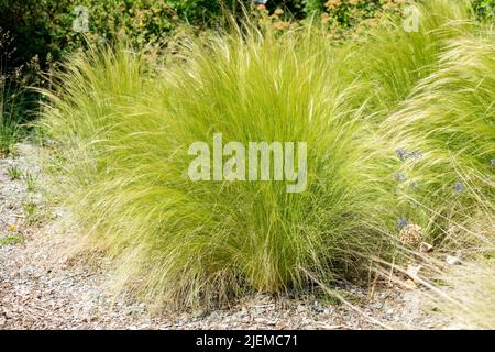 Grappes de Stipa tenuissima dans le jardin Nassella tenuissima Banque D'Images