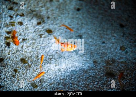 beaucoup de poissons rouges nagent dans l'étang Banque D'Images