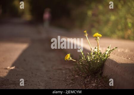 le pissenlit pousse sur la route asphaltée Banque D'Images