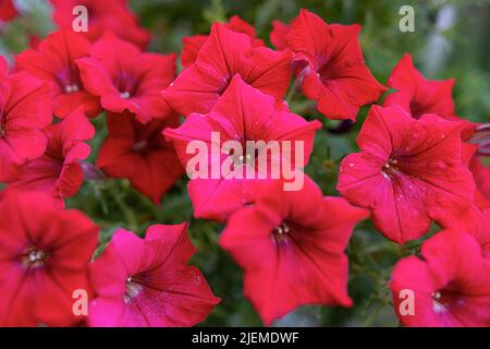 Fleurs de jardin rouge. Banque D'Images