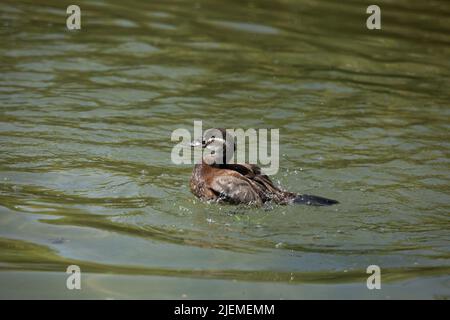 White-Headed Duck Banque D'Images