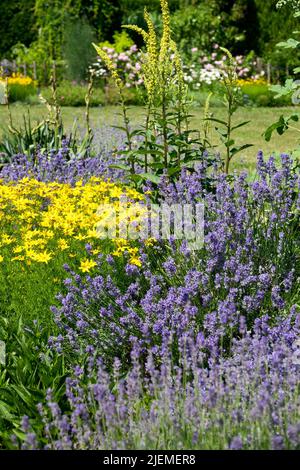 Lavande bleue dans le jardin jaune Coreopsis verticillata Verbascum lavande Banque D'Images