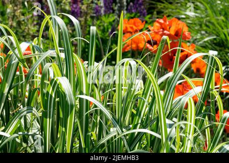 Herbe d'argent, Miscanthus sinensis 'Cabaret', poussant dans le jardin, herbe de porc-épic, herbe de zèbre, Coquelicots Banque D'Images