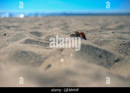 Coquillages se trouvant sur une plage de sable en Pologne Banque D'Images