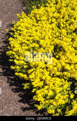 Silkyleaf Woadwaxen rampant balai Genista Garden Genista pilosa 'Vancouver Gold' Yellow Garden Border Plant Low Cover tufté Spring Flowering Frub Banque D'Images