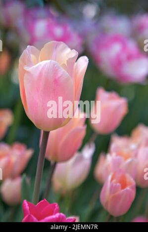 Gros plan de tulipes rose clair (Tulipa) dans un champ de fleurs roses et pourpres dans une ferme de fleurs pendant un festival de tulipes de printemps. Banque D'Images