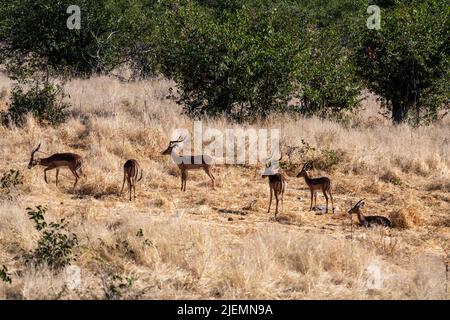 Groupe d'antilopes d'Impala dans un pré dans le parc national d'Etosha en Namibie Afrique Banque D'Images