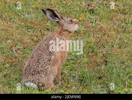 Un petit Leveret marron cheeky Lièvre , prenant une morsure d'un pissenlit parmi les fleurs sur une banque herbeuse . Suffolk, Royaume-Uni Banque D'Images