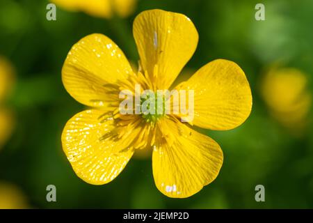 Photo macro d'une fleur en fleur de coupe de beurre rampante (ranunculus repens) Banque D'Images