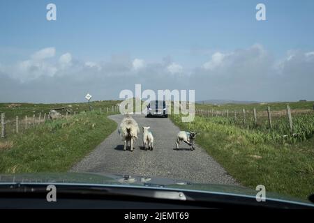 Moutons causant une obstruction de la circulation et un danger local sur l'une des routes étroites à voie unique à North Uist, Outer Hebrides, Écosse Banque D'Images