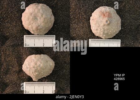 Megistocrinus regularis Wood, 1904. Banque D'Images