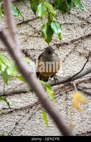 Turdus rufiventris dans le jardin Banque D'Images