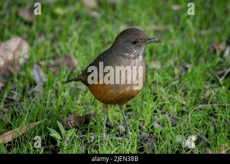 Turdus rufiventris dans le jardin Banque D'Images