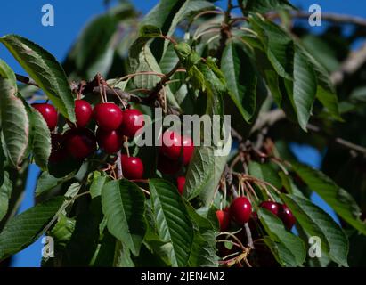 Les cerises mûres rouges pendent sur le cerisier et rayent au soleil. Les feuilles à côté des cerises sont vertes et encadrent les fruits. Banque D'Images