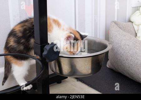 Un petit chaton tricolore boit de l'eau dans un bol pour chien de près Banque D'Images