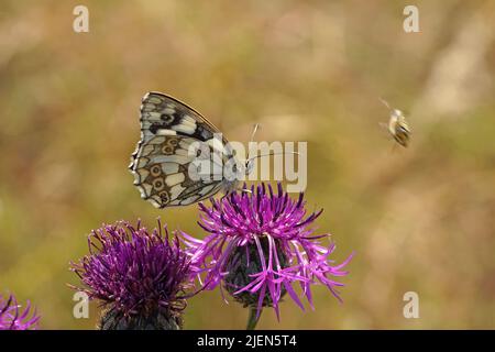 DAS Schachbrett oder auch Damenbrett (Melanargia galathea) Banque D'Images