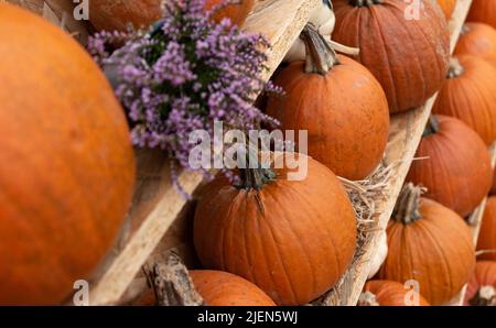 Composition de citrouille d'Halloween. Citrouilles mûres empilées sur des étagères. Récolte d'automne avant Halloween. Banque D'Images