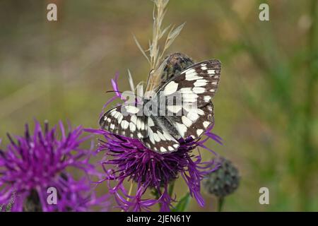 DAS Schachbrett oder auch Damenbrett (Melanargia galathea) Banque D'Images