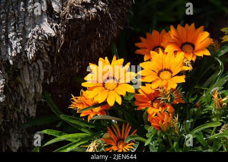 Gazania rigens (syn. G. splendens), parfois appelée fleur du Trésor, est une espèce de plante à fleurs de la famille des Asteraceae, indigène de la région côtière Banque D'Images