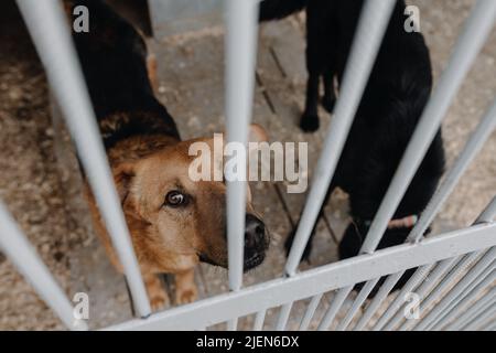 Deux chiens sans abri dans des enceintes en fer. Concept de protection des animaux. Photo de haute qualité Banque D'Images