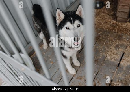 Le chien est assis dans une cage et regarde la caméra. Photo d'un abri pour animaux. Couleur noir et blanc. Photo de haute qualité Banque D'Images