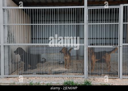 Chiens sans abri dans une cage dans un abri Banque D'Images