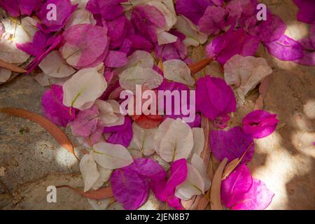 Feuilles de bougainvillaea blanches et violettes tombées. Fleurs de bougainvilliers. Gros plan. Banque D'Images