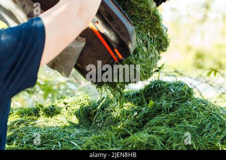 Gros plan des mains humaines qui jettent de l'herbe verte coupée sur la tondeuse au sol. Compost, fumier déchets écologiques Banque D'Images