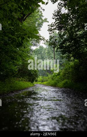 Sentier boueux à travers la forêt tropicale Banque D'Images