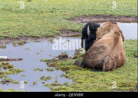 American Bison reposant à côté d'un ruisseau dans le parc national de Yellowstone Banque D'Images