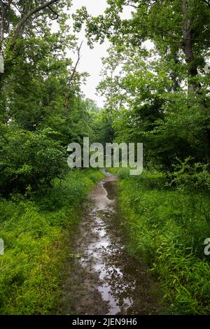 Sentier boueux à travers la forêt tropicale Banque D'Images