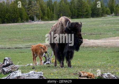 Bison américaine avec veau dans le parc national de Yellowstone Banque D'Images