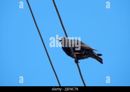 L'étoile se trouve sur des fils électriques, contre l'arrière-plan du ciel. Photo de haute qualité Banque D'Images