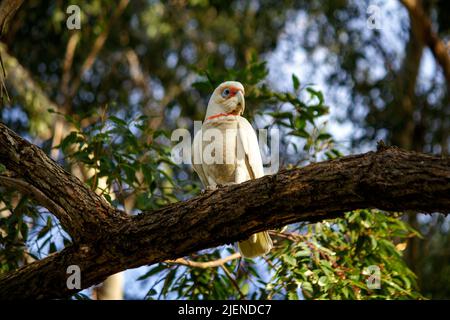 Une Corella à long bec ( Cacatua tenuirostris) perchée sur un arbre à Sydney, Nouvelle-Galles du Sud, Australie (photo de Tara Chand Malhotra) Banque D'Images